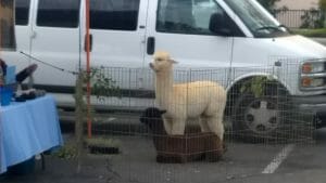 Alpacas at the Murrieta Certified farmers market