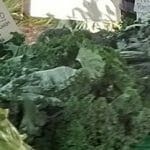 kale in season